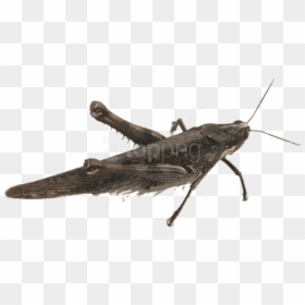 Free Png Download Bird Grasshopper Png Images Background - Grey Grasshopper, Transparent Png - grasshopper png