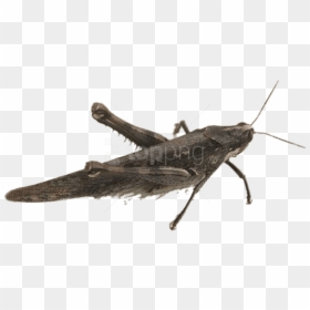 Free Png Download Bird Grasshopper Png Images Background - Grey Grasshopper, Transparent Png - grasshopper png