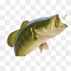 Largemouth Bass Bass Fish Vector, HD Png Download - bass fish png