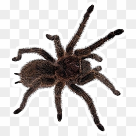 Freetoedit Insect Tarantula Spider Böcek Örümcek - Jumping Spider With Long Legs, HD Png Download - tarantula png