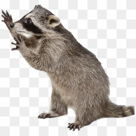 Racoon With No Background, HD Png Download - racoon png