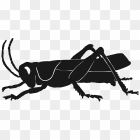 Grasshopper Vector Silhouette - Grasshopper Silhouette, HD Png Download - grasshopper png