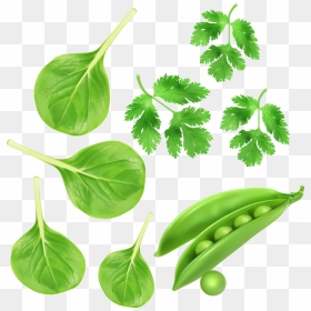 Green Vegetables, Parsley Peas Vector Vegetables - Peas Png, Transparent Png - parsley png