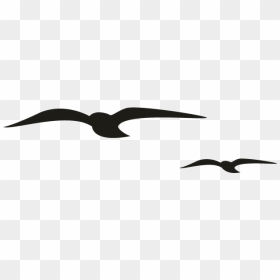 Seabird, HD Png Download - seagulls png