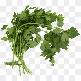 Coriander, HD Png Download - parsley png