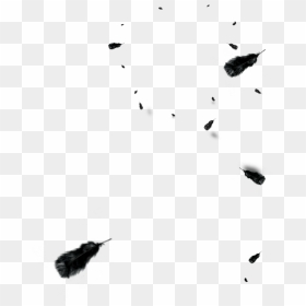 And Floating Euclidean Vector Black Feather White Clipart - Lluvia De Plumas Png, Transparent Png - black feather png