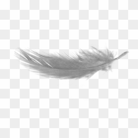 Free Png White Feather Download Png No Background Png - Final Fantasy Distant Worlds, Transparent Png - black feather png
