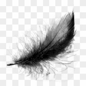 Thumb Image - Black Crow Feathers Png, Transparent Png - black feather png