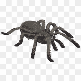 Tarantula Spider Tarantula Insect Wacom Intuos Photoshop - Tarantulas, HD Png Download - tarantula png
