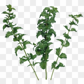 Garlic Clipart Parsley - Vegetable, HD Png Download - parsley png