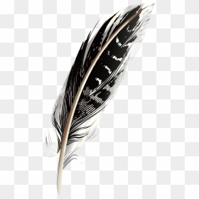 A Black Pattern Feathers Png Download - Portable Network Graphics, Transparent Png - black feather png