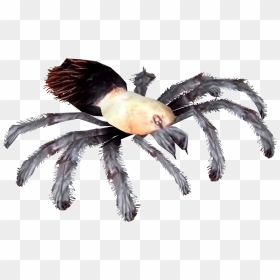 Brazilian Red And White Tarantula Clipart Images Gallery - Png Red Knee Mexican Tarantula, Transparent Png - tarantula png