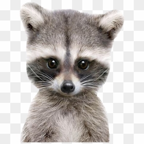 Racoon Good Morning , Png Download - Baby Raccoon, Transparent Png - racoon png