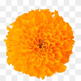 Transparent Marigold Flower Png, Png Download - real flower png