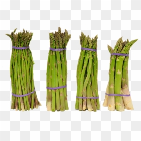 Search For -  -  - Asparagus , Png Download - Asparagus, Transparent Png - asparagus png
