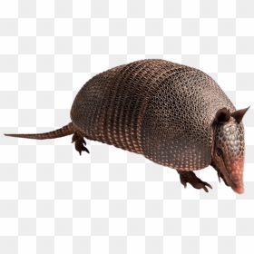 Armadillo - Armadillo Png, Transparent Png - invisible png