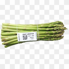 Garden Asparagus , Png Download - Welsh Onion, Transparent Png - asparagus png