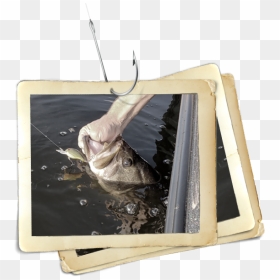 Fish Being Pulled Out Of Water - Brown Pelican, HD Png Download - bass fish png