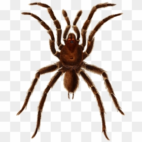 European Garden Spider Barn Spider Tarantula Histoire - Mygale Clipart, HD Png Download - tarantula png