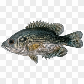 Bass, HD Png Download - bass fish png
