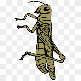 Grasshopper Color Clip Arts - Sketsa Gambar Belalang, HD Png Download - grasshopper png