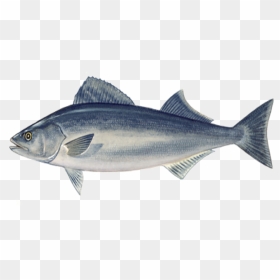 Sablefish From Port Orford Seafood - Sable Fish, HD Png Download - bass fish png