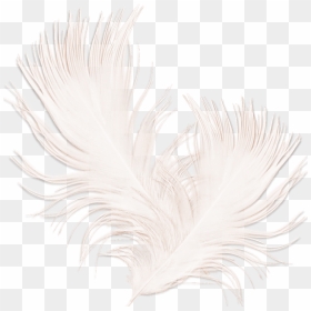 Feather Png Pic - Feather, Transparent Png - black feather png