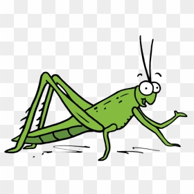 Oecanthidae , Png Download - Oecanthidae, Transparent Png - grasshopper png