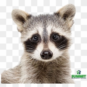 Baby Raccoon Print, HD Png Download - racoon png