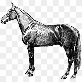 Vintage Horse Silhouette Clip Arts - Vintage Horse Clipart, HD Png Download - horse silhouette png