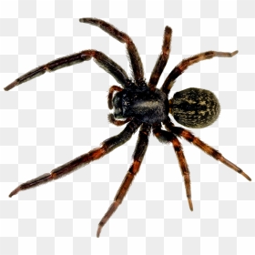 Transparent Background Spider Png, Png Download - tarantula png