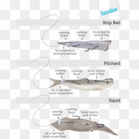 Humpback Whale, HD Png Download - bass fish png