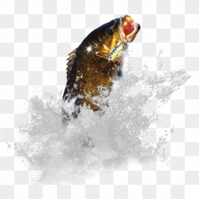 Coastal Cutthroat Trout, HD Png Download - bass fish png