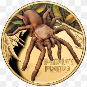 Itniu20014 2 - Deadly & Dangerous Coin 2020, HD Png Download - tarantula png