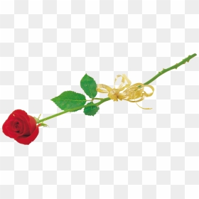 Rose Png - Floral Design, Transparent Png - gold rose png