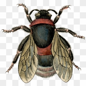 Dibujo De Abeja - Vintage Bee Pics Printable, HD Png Download - imagen png