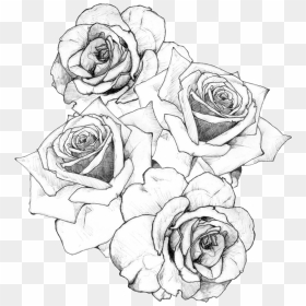 Transparent Rose Drawing Png - Bouquet Of Roses Drawing, Png Download - rose drawing png