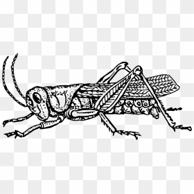 Insect Grasshopper Drawing Locust Cricket - Grasshopper Clipart Black And White, HD Png Download - grasshopper png