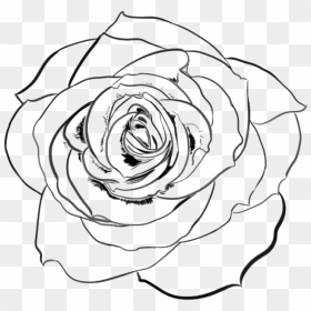 Rose Drawing Png - Transparent Rose Line Art, Png Download - rose drawing png