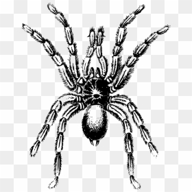 Art,monochrome Photography,pollinator - Spider Clipart Black And White, HD Png Download - tarantula png