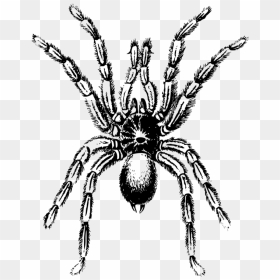 Art,monochrome Photography,pollinator - Spider Clipart Black And White ...