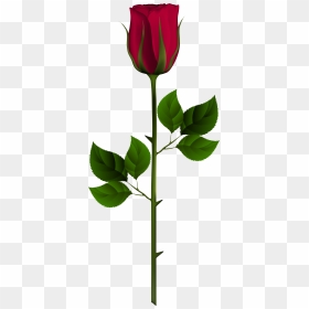 Rose Bud Pictures Clipart Graphic Black And White Library - Red Rose Bud Png, Transparent Png - black roses png
