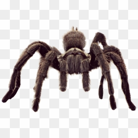 #animal #spider #tarantula #freetoedit - Tarantula Spider, HD Png Download - tarantula png