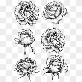 Rose Drawing Black And - Rose Flower Black And White Drawing, HD Png Download - rose drawing png