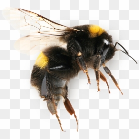 Bee, The Economic Value Pollination Modern Agriculture - Bumble Bee Side View, HD Png Download - bumblebee png