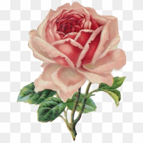 #rose #rosa #drawing #draw #dibujo #tumblr #aesthetic - Vintage Rose Clip Art, HD Png Download - rose drawing png