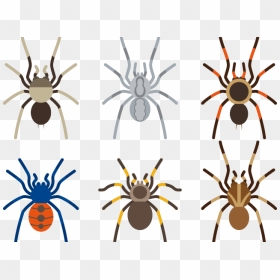 Arachnid Clipart Tarantula - Vector Ai Tarantula, HD Png Download - tarantula png