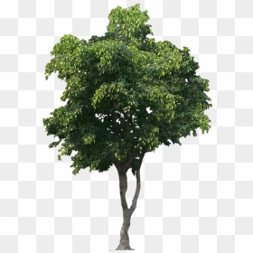 Tree Cut Out, Bamboo Tree, Trees To Plant, Parsley, - Tree Png, Transparent Png - parsley png