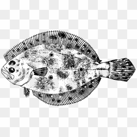 Gulf Flounder Clip Arts - Flounder Fish Backgrounds, HD Png Download - flounder png