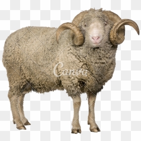 Merino Sheep, HD Png Download - ram png